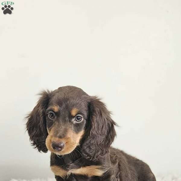Ace, Dachshund Puppy